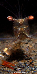 Tiny Coral shrimp, night dive. by Marylin Batt 